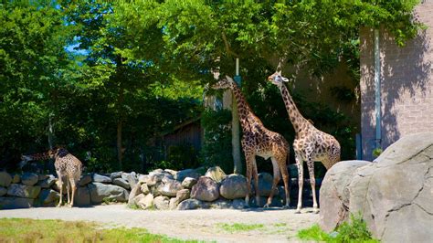 Rhode island zoo - Roger Williams Park Zoo is supported and managed by the Rhode Island Zoological Society (a registered 501(c)3 non-profit organization) and is owned by the City of Providence. MISSION: As …
